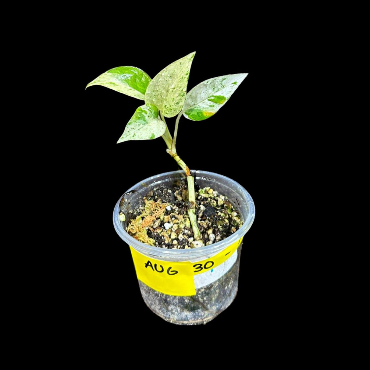 RARE Epipremnum pinnatum marble Variegated Plant in a Nursery Pot - Variegated Plant - Indoor Plant SAME Pot as picture -US Seller