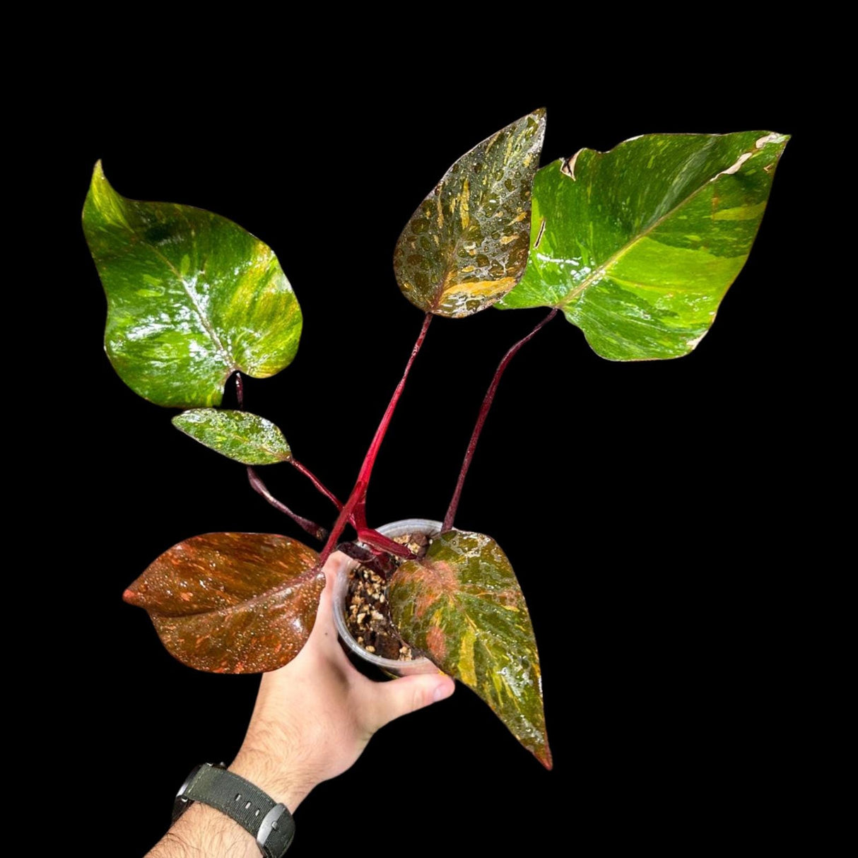 RARE Philodendron Orange Princess in a Nursery Pot - Orange Princess Marble Philodendron Live Plant - Same Potted Plant - US Seller