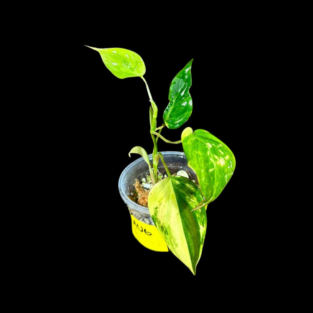 Rare Variegated Philodendron Mican Aurea in a Nursery Pot - Variegated Mican Potted Plant - US SELLER - Potted Plant
