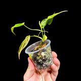 Rare Variegated Philodendron Mican Aurea in a Nursery Pot - Variegated Mican Potted Plant - US SELLER - Potted Plant