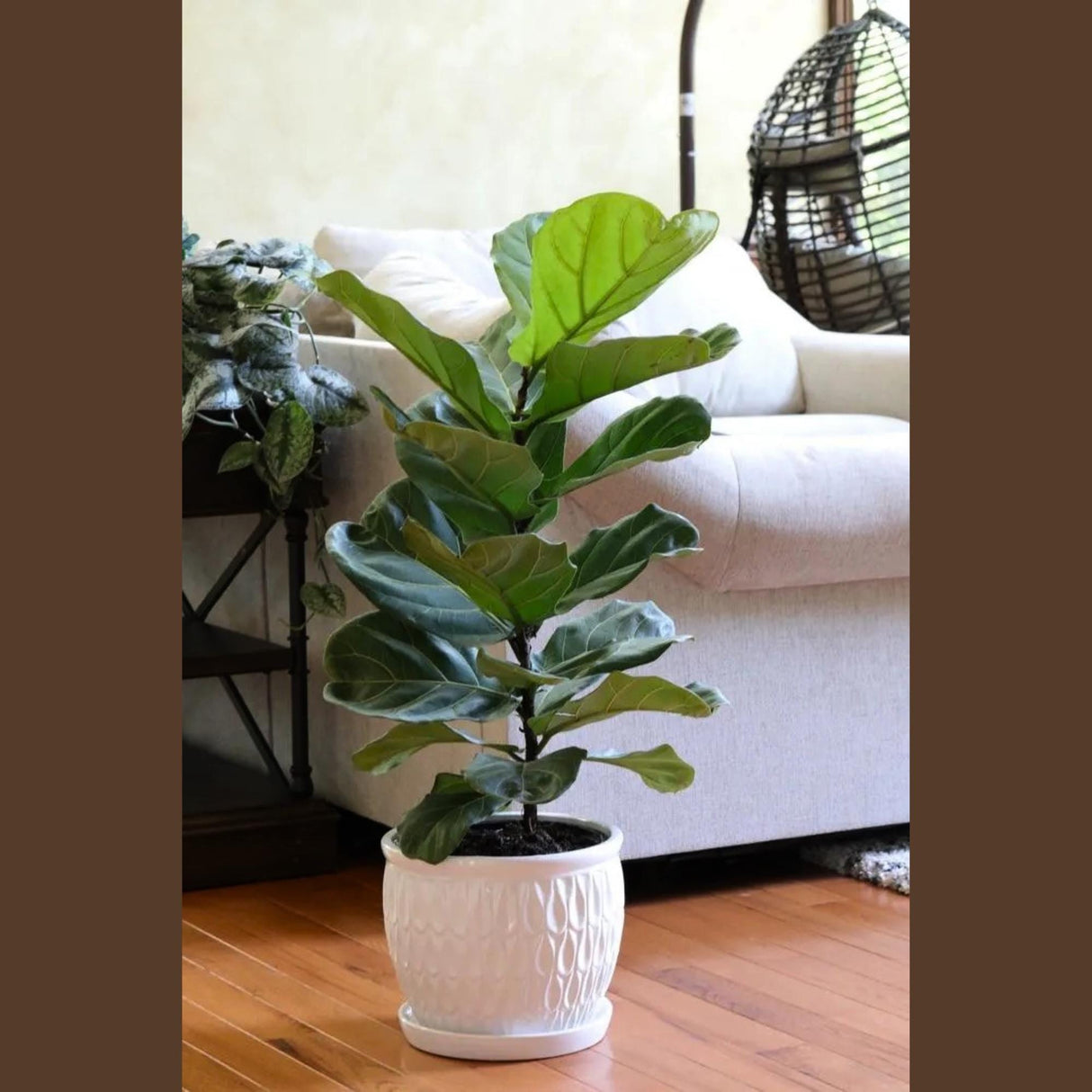 Fiddle Fig Tree Live Houseplant | Large Fixus Lyrata Fig Tree for indoor | 2.5 Feet Indoor Tree in 10” Nursery Pot