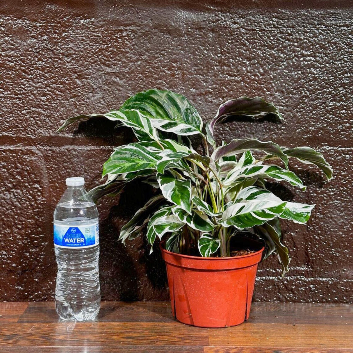 Calathea Fusion White in 4” Nursery pot | Variegated Calathea | Air Purifying Indoor Plants | Low light Houseplants | Tropical Office Plants