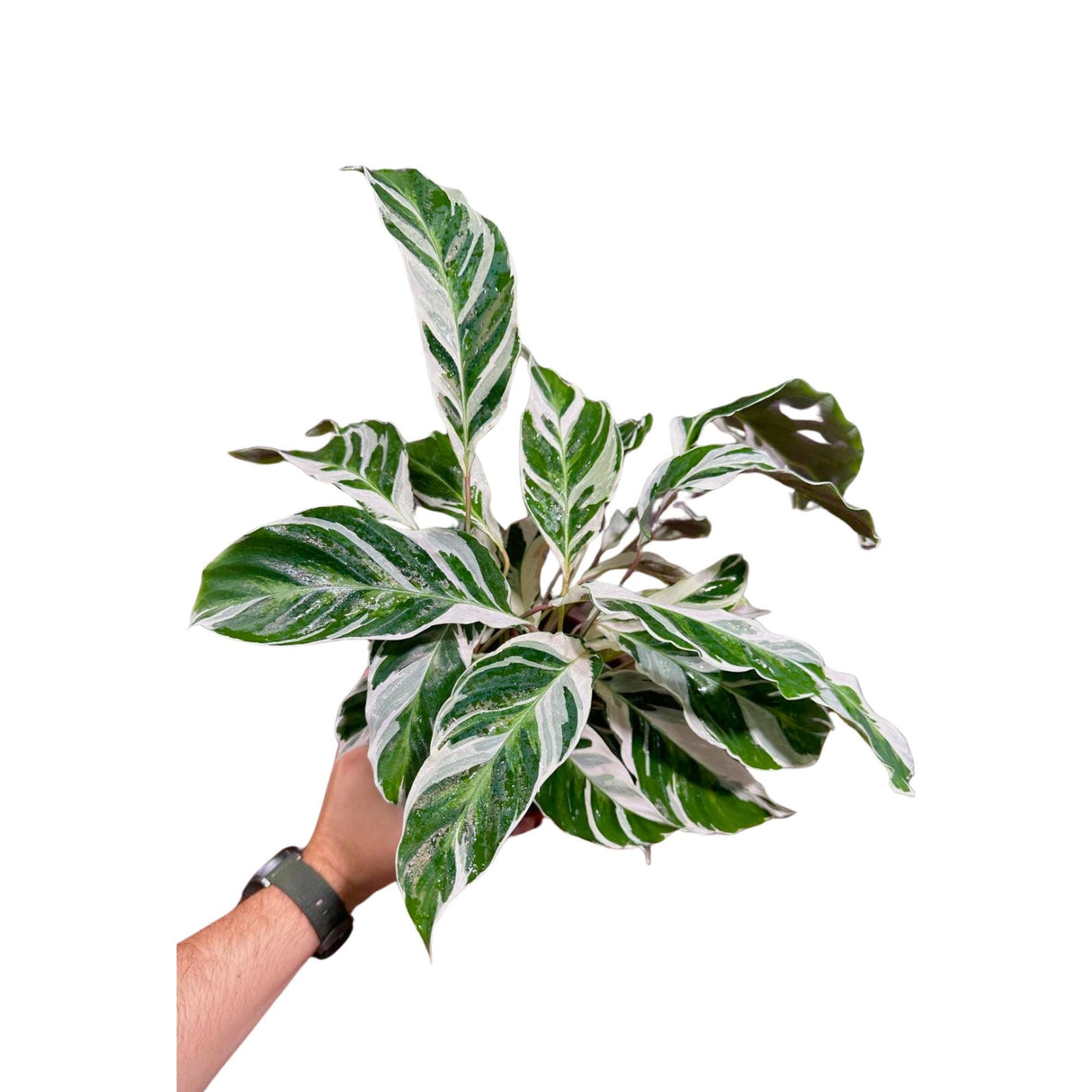 Calathea Fusion White in 4” Nursery pot | Variegated Calathea | Air Purifying Indoor Plants | Low light Houseplants | Tropical Office Plants
