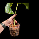 Variegated Monstera Albo Plant - Rare Indoor White Monstera Albo Borsigiana Plant - Albo Monstera - Rare Houseplant - Grower's Choice