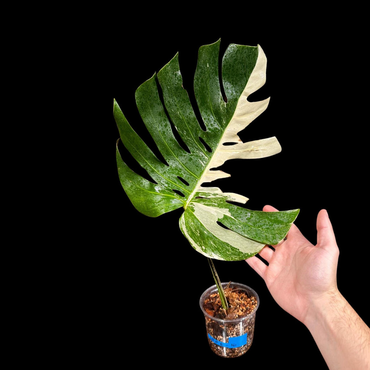Variegated Monstera Albo Plant - Rare Indoor White Monstera Albo Borsigiana Plant - Albo Monstera - Rare Houseplant - Grower's Choice