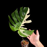 Variegated Monstera Albo Plant - Rare Indoor White Monstera Albo Borsigiana Plant - Albo Monstera - Rare Houseplant - Grower's Choice