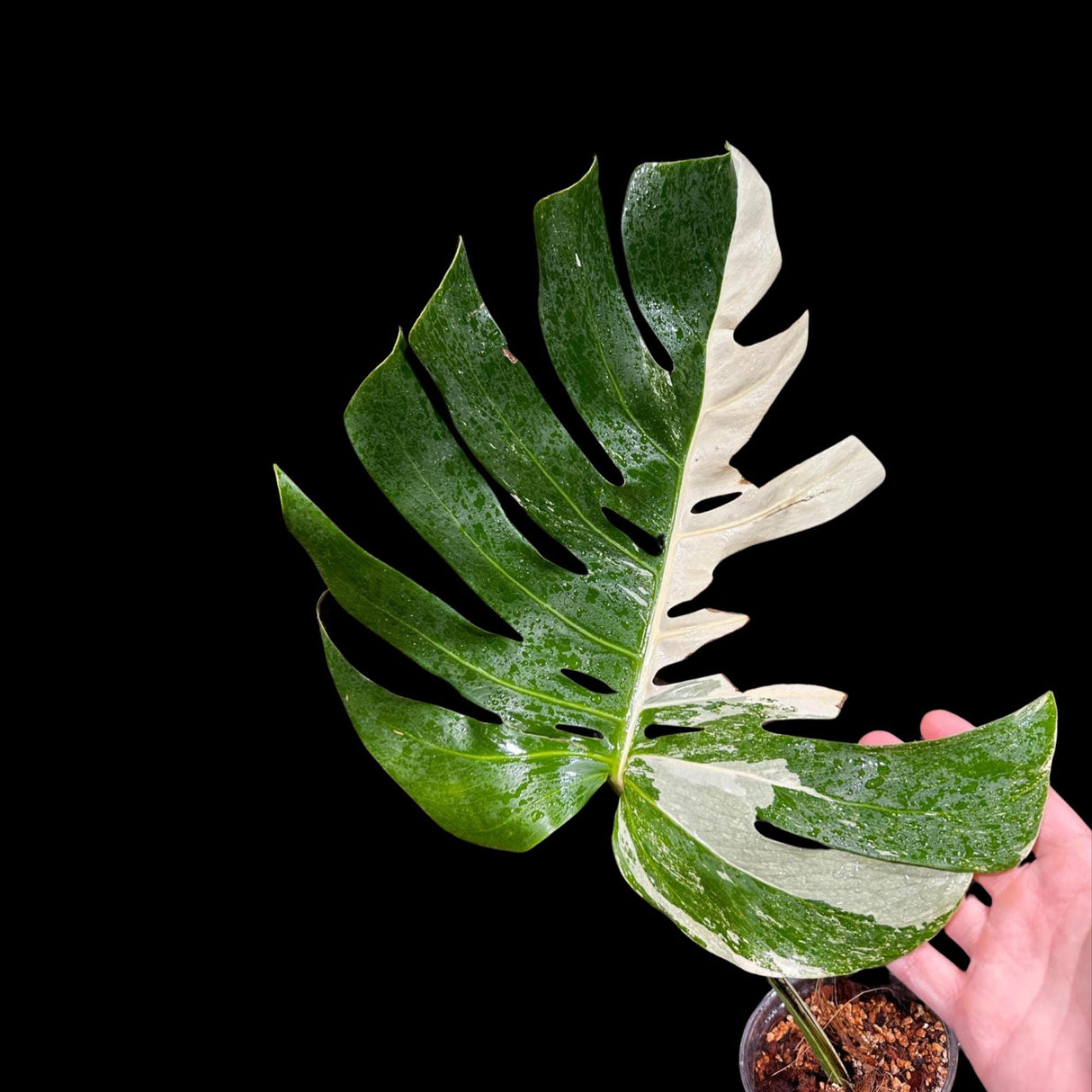 Variegated Monstera Albo Plant - Rare Indoor White Monstera Albo Borsigiana Plant - Albo Monstera - Rare Houseplant - Grower's Choice