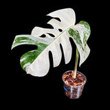Variegated Monstera Albo Plant - Rare Indoor White Monstera Albo Borsigiana Plant - Albo Monstera - Rare Houseplant - Grower's Choice