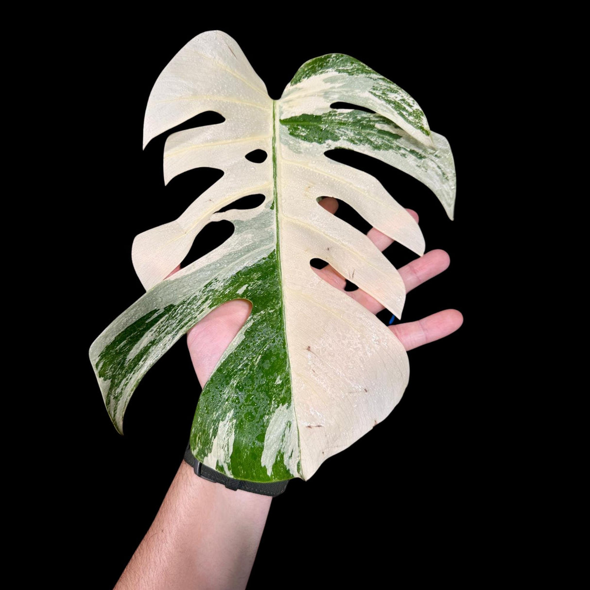 Variegated Monstera Albo Plant - Rare Indoor White Monstera Albo Borsigiana Plant - Albo Monstera - Rare Houseplant - Grower's Choice