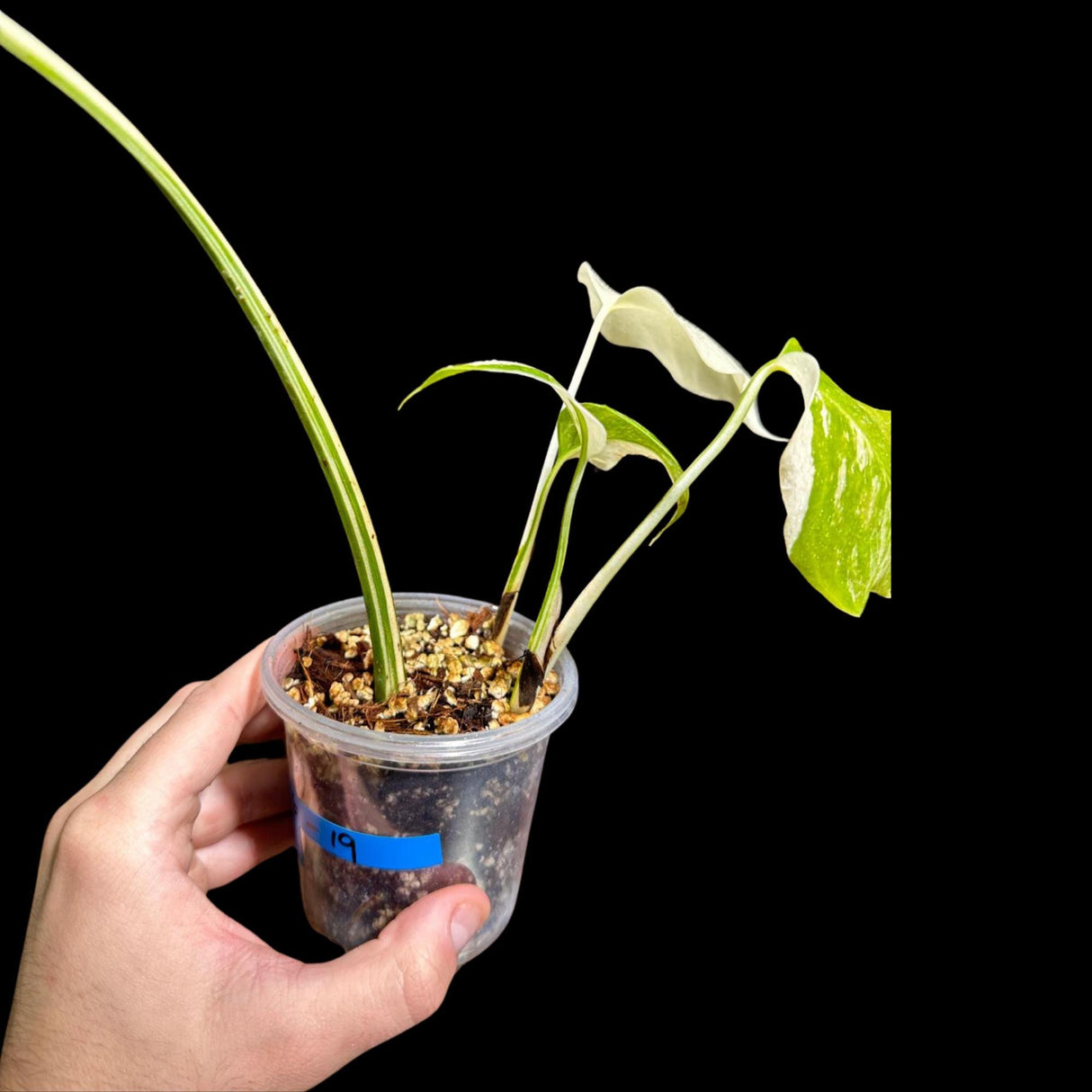 Variegated Monstera Albo Plant - Rare Indoor White Monstera Albo Borsigiana Plant - Albo Monstera - Rare Houseplant - Grower's Choice