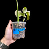 Variegated Monstera Albo Plant - Rare Indoor White Monstera Albo Borsigiana Plant - Albo Monstera - Rare Houseplant - Grower's Choice