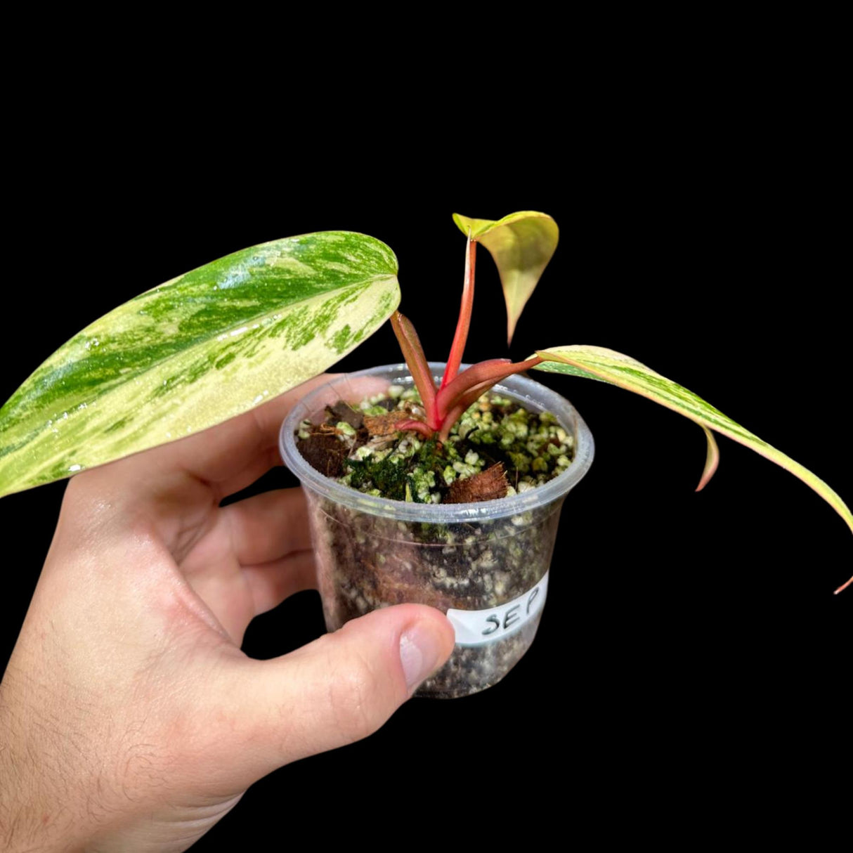Variegated Philodendron Strawberry Shake in a Nursery Pot - Strawberry Shake RARE Collector plant - SAME Plant as images - US seller