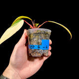 Variegated Philodendron Strawberry Shake in a Nursery Pot - Large Strawberry Shake RARE Collector plant - SAME Plant as images - US seller