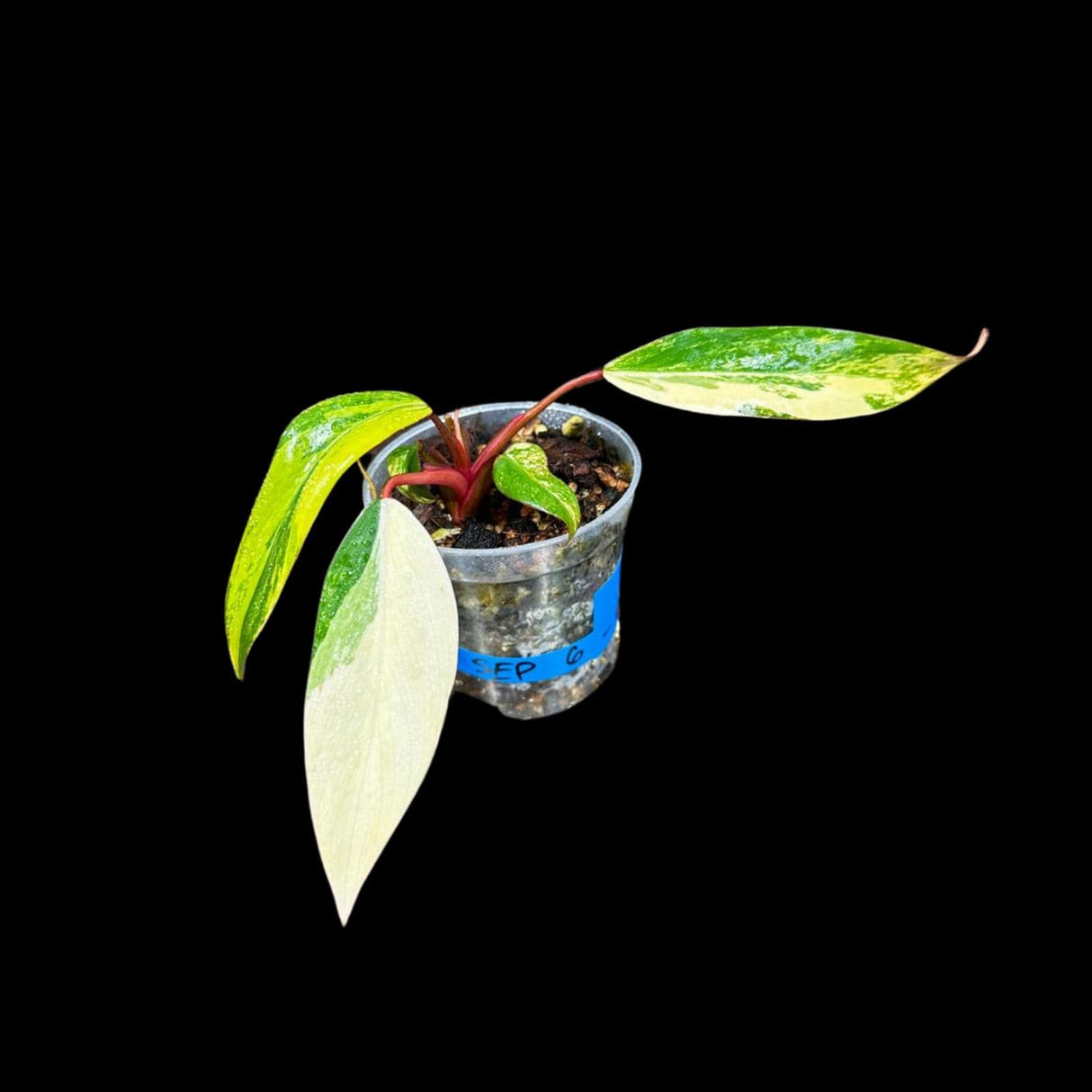 Variegated Philodendron Strawberry Shake in a Nursery Pot - Large Strawberry Shake RARE Collector plant - SAME Plant as images - US seller
