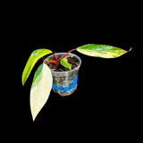 Variegated Philodendron Strawberry Shake in a Nursery Pot - Large Strawberry Shake RARE Collector plant - SAME Plant as images - US seller