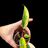 Variegated Philodendron Strawberry Shake in a Nursery Pot - Large Strawberry Shake RARE Collector plant - SAME Plant as images - US seller