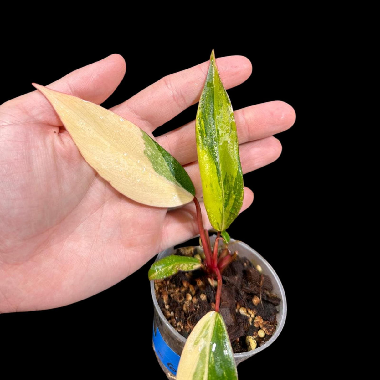 Variegated Philodendron Strawberry Shake in a Nursery Pot - Large Strawberry Shake RARE Collector plant - SAME Plant as images - US seller