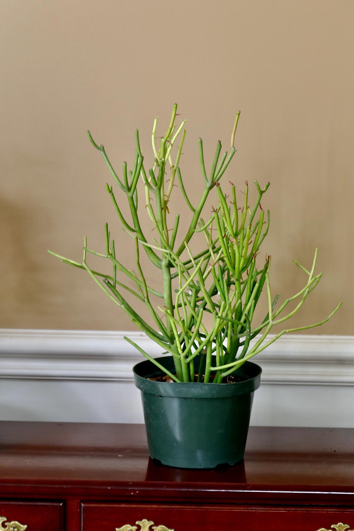 Pencil Cactus in 6" Nursery Pot - Fire Stick Plant - Succulent Plants - Indoor Cactus - Live Succulent Plants - Low light Indoor Plants