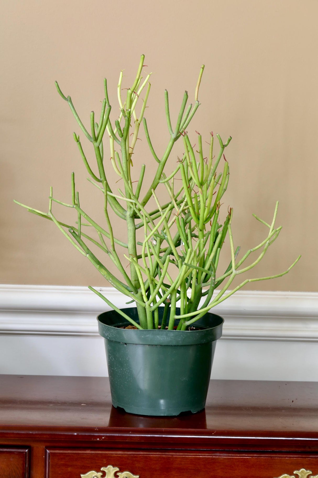 Pencil Cactus in 6" Nursery Pot - Fire Stick Plant - Succulent Plants - Indoor Cactus - Live Succulent Plants - Low light Indoor Plants