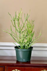 Pencil Cactus in 6" Nursery Pot - Fire Stick Plant - Succulent Plants - Indoor Cactus - Live Succulent Plants - Low light Indoor Plants