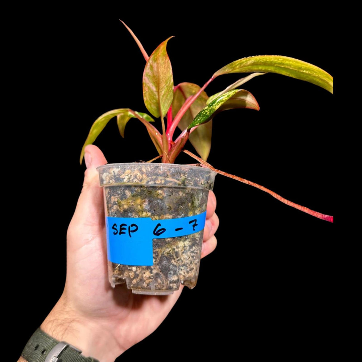 Variegated Philodendron Strawberry Shake in a Nursery Pot - Large Strawberry Shake RARE Collector plant - SAME Plant as images - US seller