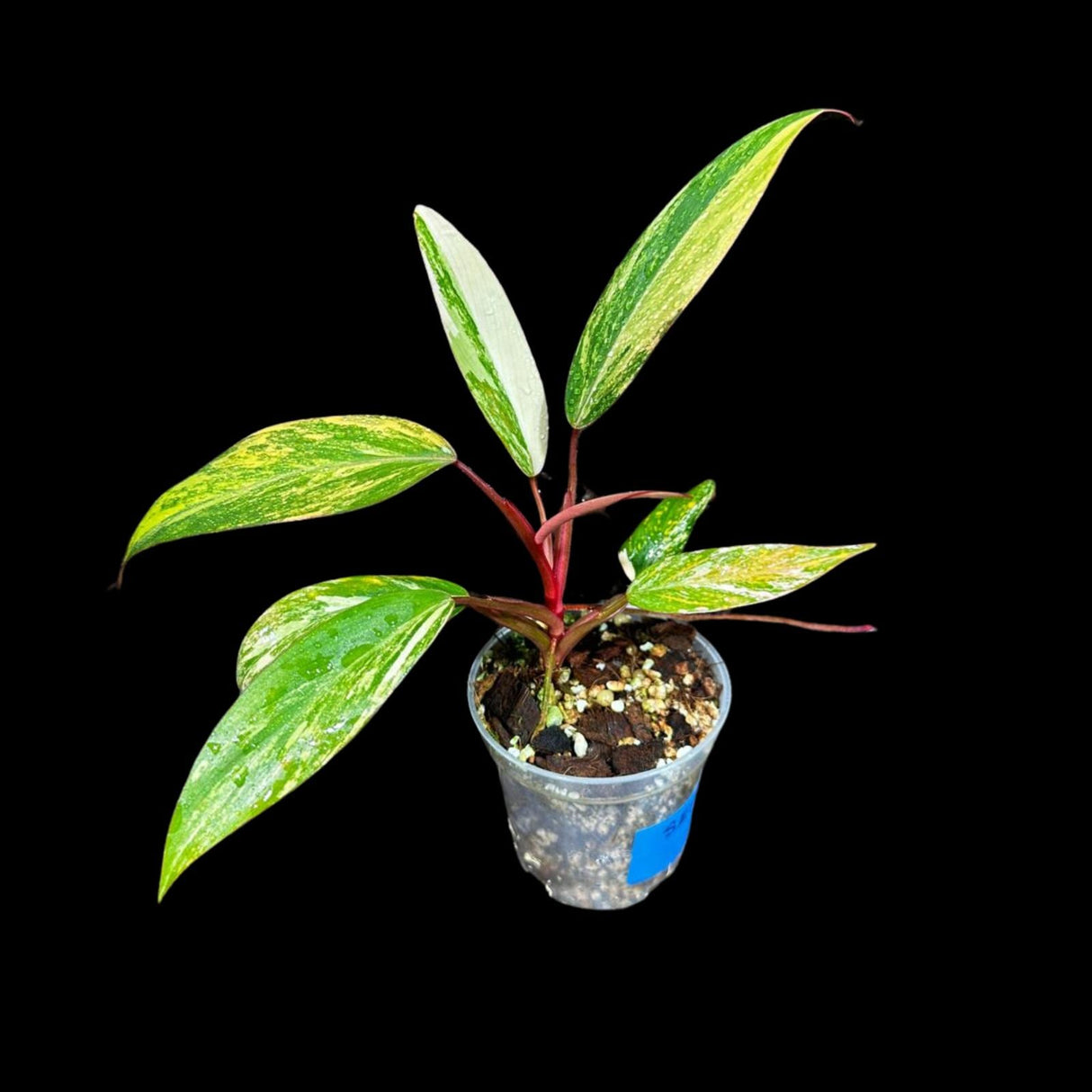 Variegated Philodendron Strawberry Shake in a Nursery Pot - Large Strawberry Shake RARE Collector plant - SAME Plant as images - US seller