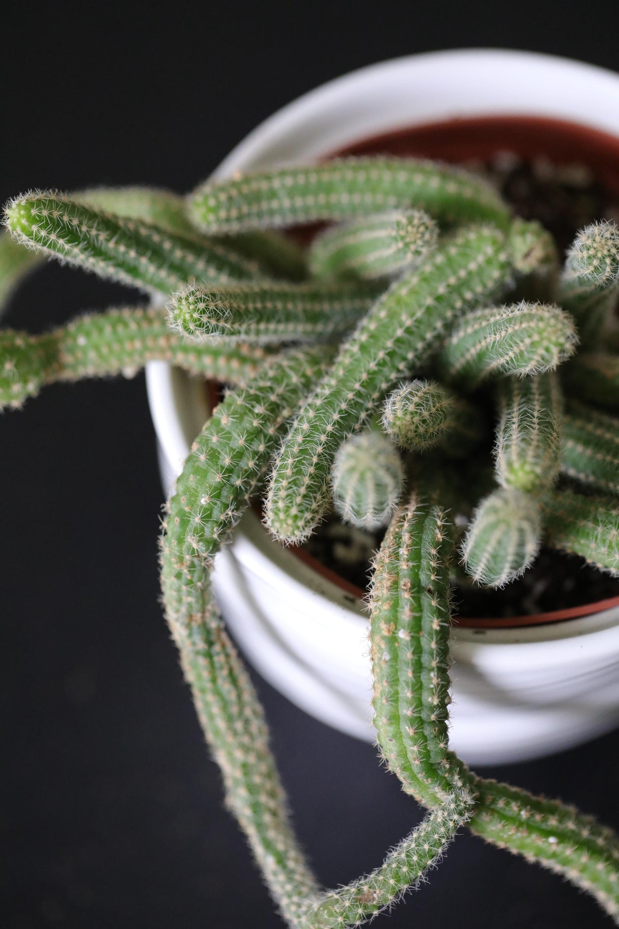Echinopsis Chamaecereus 'Peanut Cactus' in a 3" Nursery Pot - Low Maintenance Indoor Plant - Small Cactus Plant