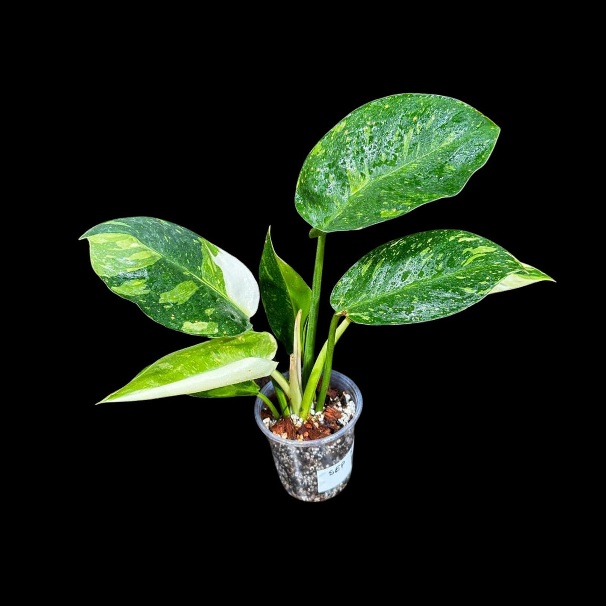 Philodendron Green Congo Hybrid Variegated live plant in a Nursery Pot - Rare Green Congo - SAME Potted Plant - Hard to Come By - US Seller