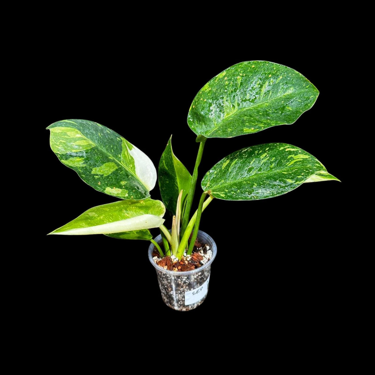 Philodendron Green Congo Hybrid Variegated live plant in a Nursery Pot - Rare Green Congo - SAME Potted Plant - Hard to Come By - US Seller