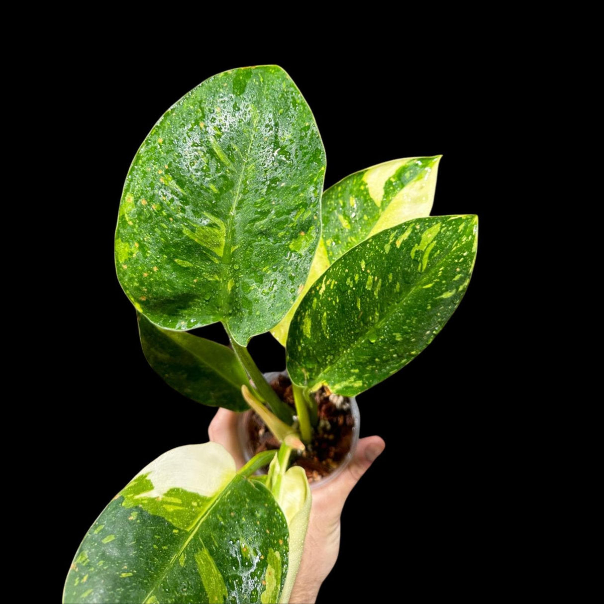 Philodendron Green Congo Hybrid Variegated live plant in a Nursery Pot - Rare Green Congo - SAME Potted Plant - Hard to Come By - US Seller