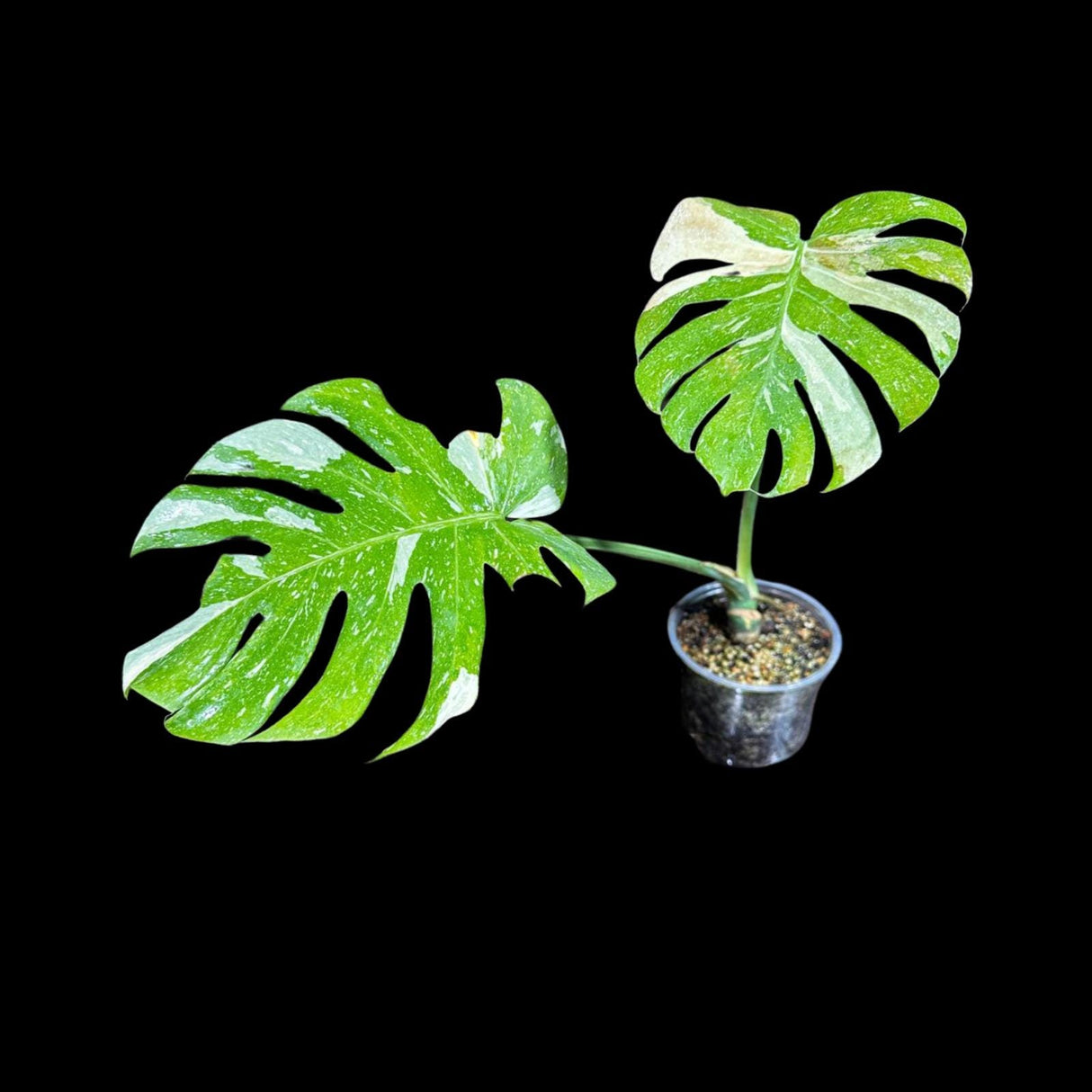 Variegated Monstera Thai Constellation Plant in a Nursery Pot - Rare Tall Monstera Thai Plant - Rare Plants - Exact SAME Plant - US Seller