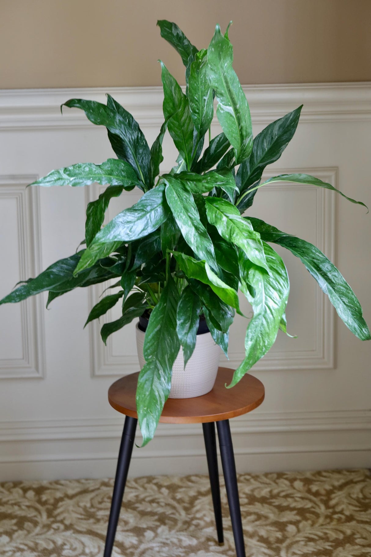 Variegated Peace Lily in a 6" nursery Large Pot - Spathiphyllum Domino Peace Lily - Air-Purifying Indoor Plant -Large Low-Light Plant
