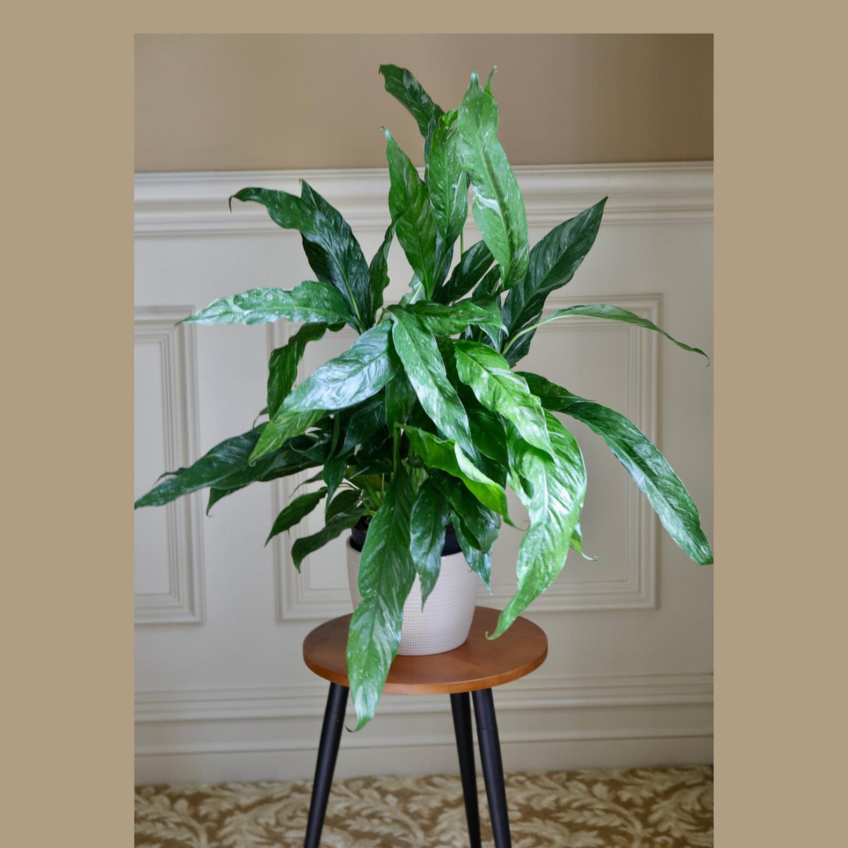 Variegated Peace Lily in a 6" nursery Large Pot - Spathiphyllum Domino Peace Lily - Air-Purifying Indoor Plant -Large Low-Light Plant