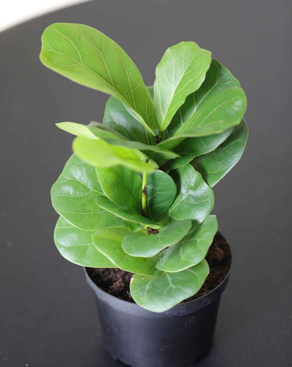 Fiddle Fig Tree | Live Houseplant in a Nursery Pot | Large Fixus Lyrata Fig Tree | Low light Indoor Plant | Air Purifying Houseplants