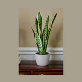 mother in law's tongue sansevieria laurentii Futura Snake Plant, Mother-In-Law's Tongue, Barbershop Plant-Sanseveria