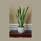 Live Snake Plant in 6" Nursery pot - Mother-In-Law's-Tongue Plant - Sansevieria Laurentii - Air Purifier Indoor Plant - Low Light Plants