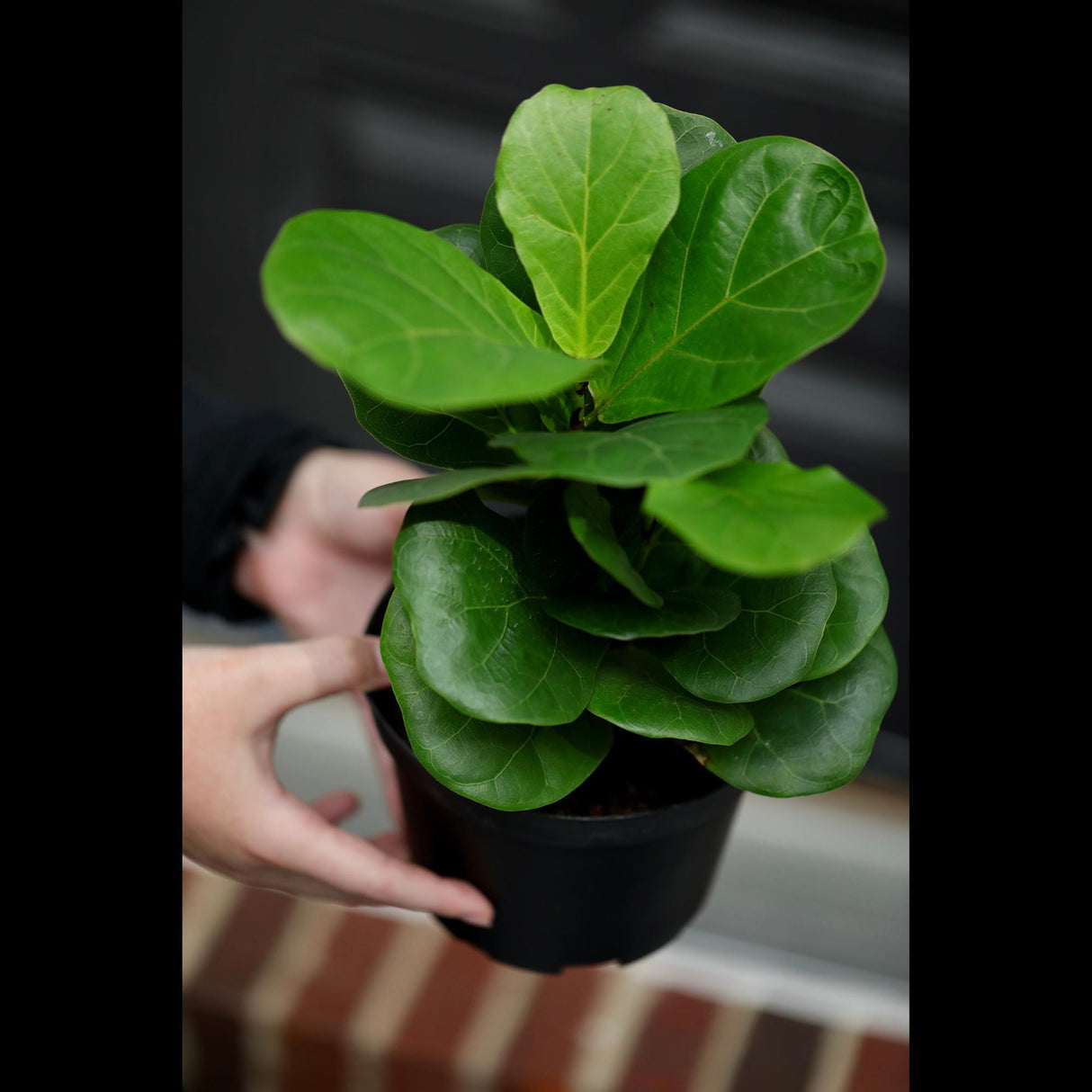 Fiddle Fig Tree | Live Houseplant in a Nursery Pot | Large Fixus Lyrata Fig Tree | Low light Indoor Plant | Air Purifying Houseplants