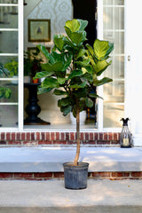 Fiddle Fig Tree Live Houseplant