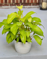 Live Neon Lemon Lime Philodendron Plant in 6" Pot - Philodendron Cordatum Hederaceum - Large Yellow Leaves Indoor Live Fast Growing Plant