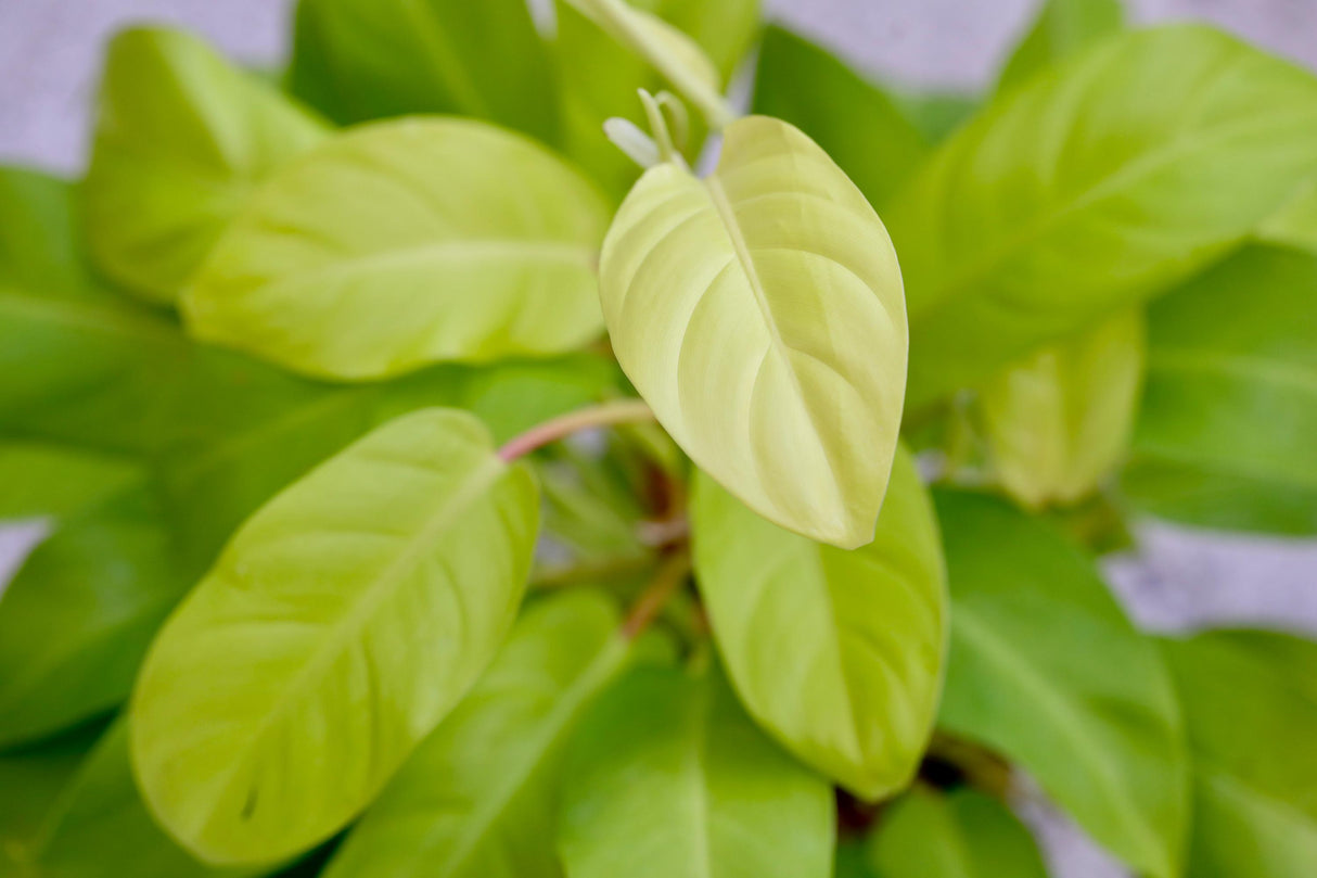 Live Neon Lemon Lime Philodendron Plant in 6" Pot - Philodendron Cordatum Hederaceum - Large Yellow Leaves Indoor Live Fast Growing Plant