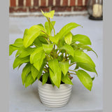 Live Neon Lemon Lime Philodendron Plant in 6" Pot - Philodendron Cordatum Hederaceum - Large Yellow Leaves Indoor Live Fast Growing Plant
