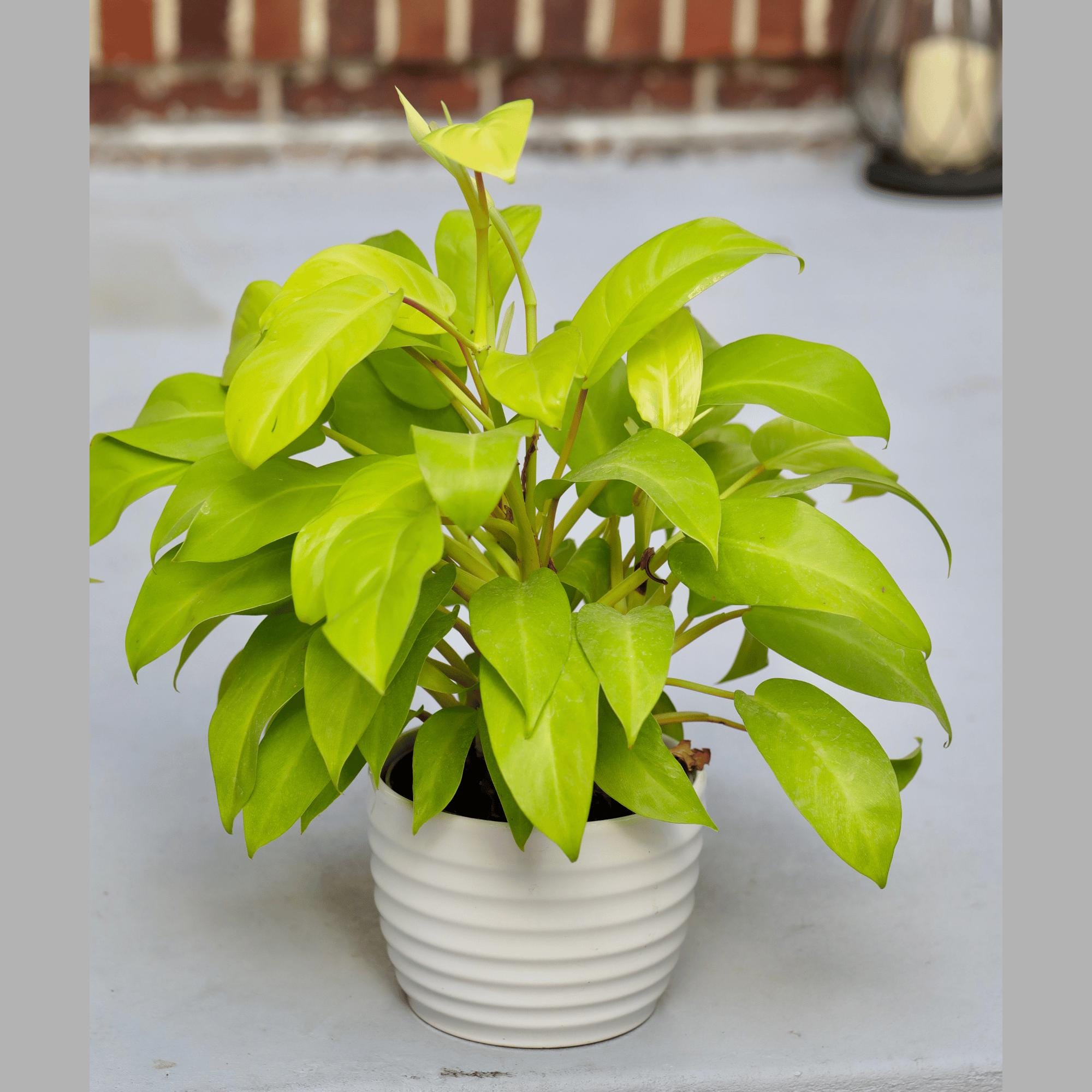 philodendron lemon lime upright Wekiva Foliage Philodendron Lemon Lime-Live Plant in a 6 Inch Growers Pot-Philodendron Hederaceum Lemon Lime-Houseplant