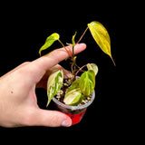 Rare Variegated Philodendron Mican in a Nursery Pot - US SELLER - Potted Plant