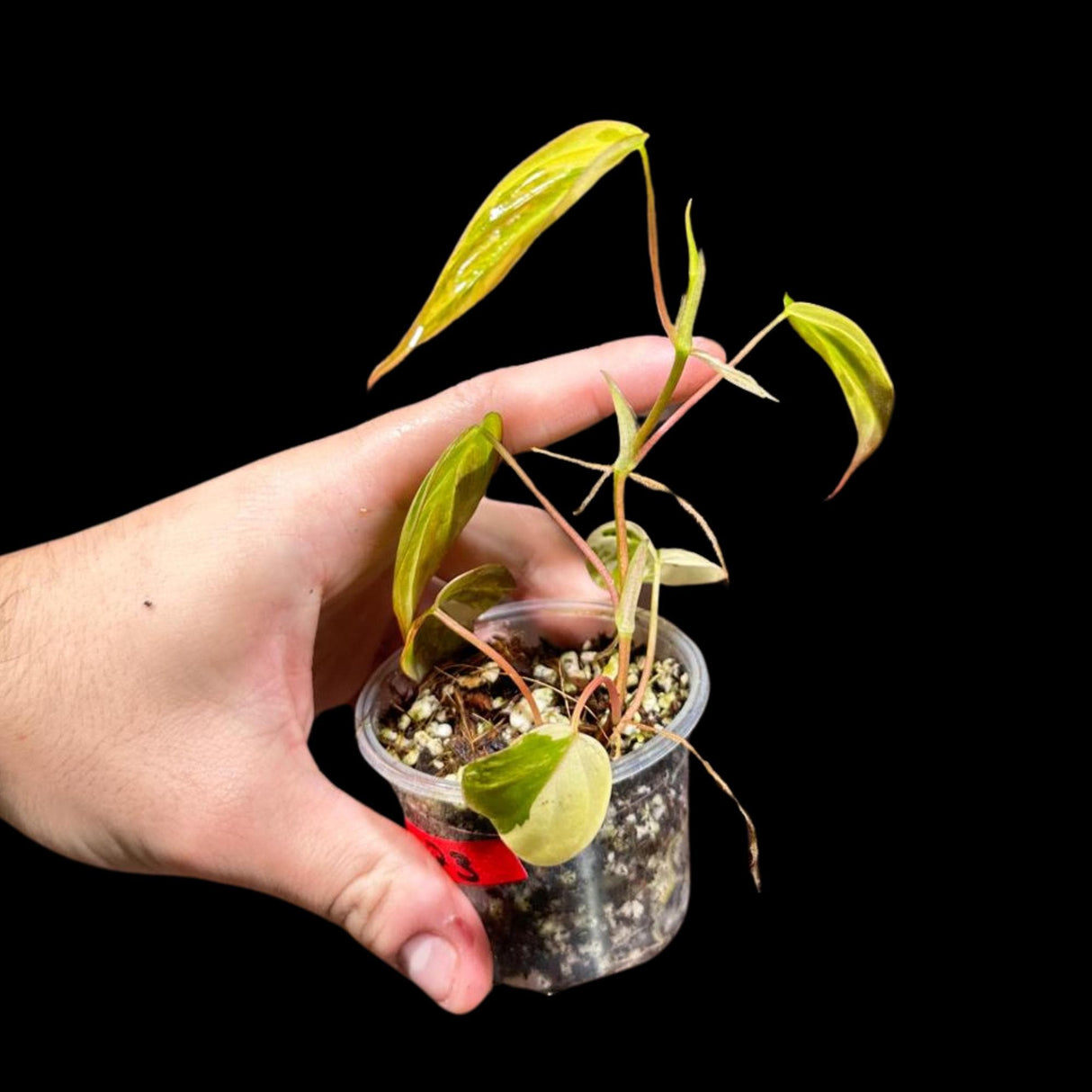 Rare Variegated Philodendron Mican in a Nursery Pot - US SELLER - Potted Plant