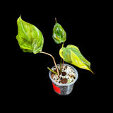 Variegated Philodendron Mican Aurea Cuttings - Velvet Heartleaf Philodendron - Low Light Vining Indoor Plant - Exotic Office Plants
