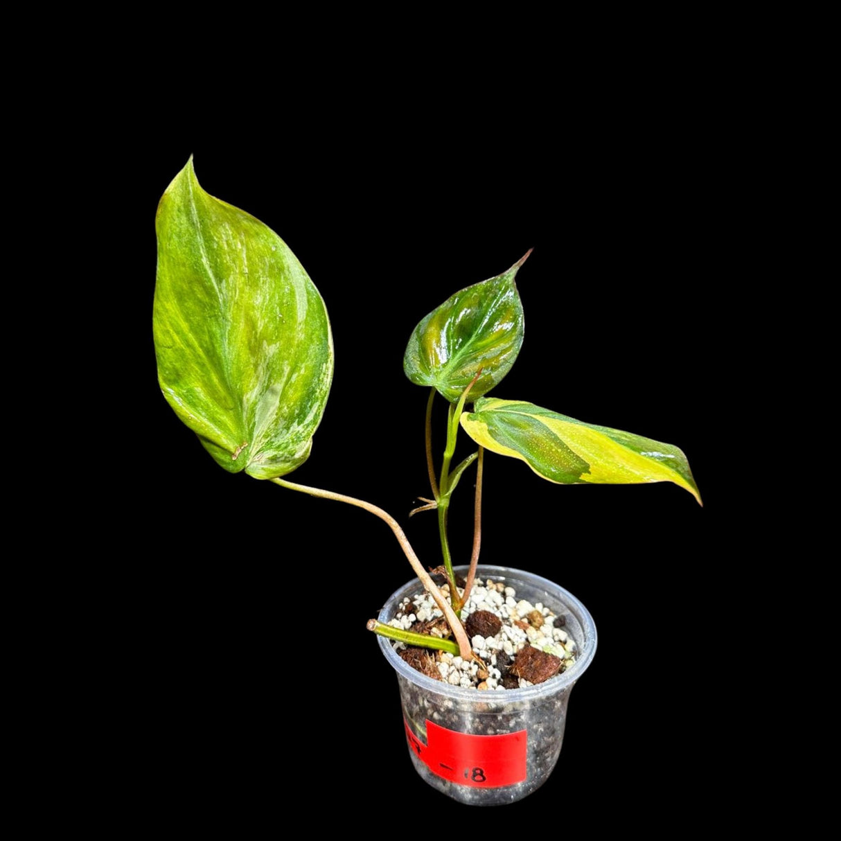 Variegated Philodendron Mican Aurea Cuttings - Velvet Heartleaf Philodendron - Low Light Vining Indoor Plant - Exotic Office Plants