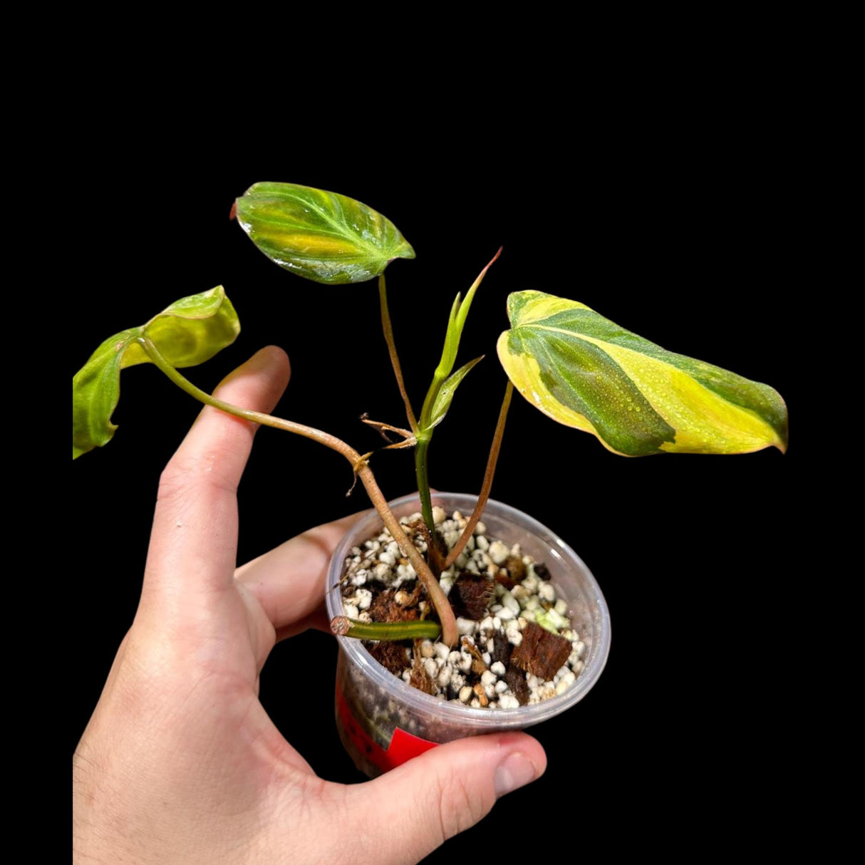 Variegated Philodendron Mican Aurea Cuttings - Velvet Heartleaf Philodendron - Low Light Vining Indoor Plant - Exotic Office Plants