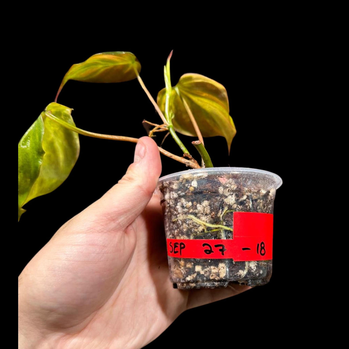 Variegated Philodendron Mican Aurea Cuttings - Velvet Heartleaf Philodendron - Low Light Vining Indoor Plant - Exotic Office Plants