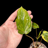 Variegated Philodendron Mican Aurea Cuttings - Velvet Heartleaf Philodendron - Low Light Vining Indoor Plant - Exotic Office Plants