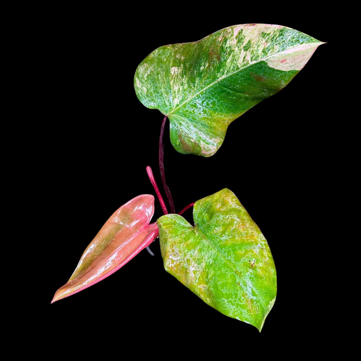 Variegated Philodendron Strawberry Shake in a Nursery Pot - Large Strawberry Shake RARE collector plant -Pink Strawberry Plant - US seller